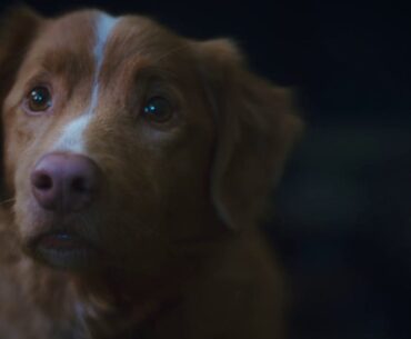 Good Boy: Exclusive PSA Regarding the Dog's Fate