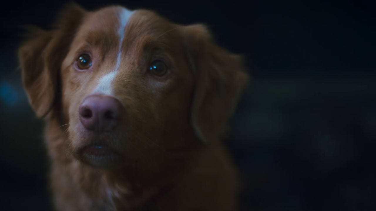 Good Boy: Exclusive PSA Regarding the Dog’s Fate Good Boy: Exclusive PSA Regarding the Dog's Fate