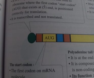 The start codon of mRNA is my favorite AR