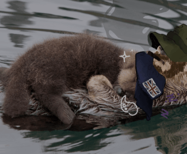 Drew Price and Gaz as otters sleeping