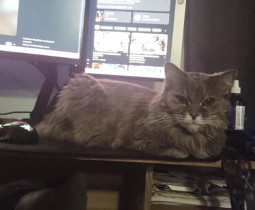 Shes stealing my mouse realestate!