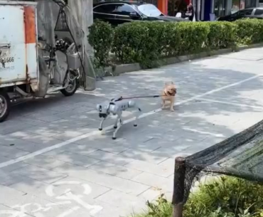 Robo dog walking actual dog