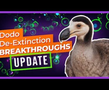 BREAKTHROUGH: Bringing the Dodo Back from Extinction