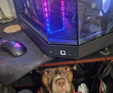 I seen cats on pc but