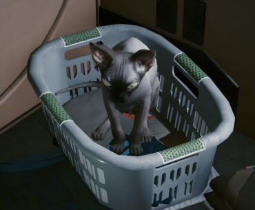 Who's idea was it to adopt nibbles