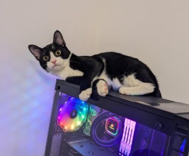 A simple and discreet solution to prevent my cat from turning off my PC