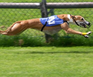 UK government rejects calls to ban greyhound racing — CDC Gaming