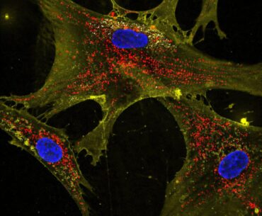 Nanoflowers rejuvenate old and damaged human cells by replacing their mitochondria