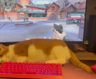 cat playing video games using its tail