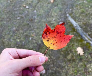 what % fade is this leaf