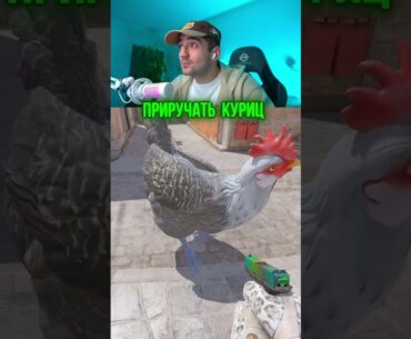 🐓 СКОЛЬКО КУРИЦ МОЖНО ПРИРУЧИТЬ В CS2?
