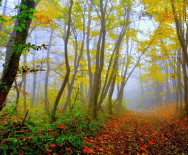 The screenshots taken with Nvidia App have a lot of contrast