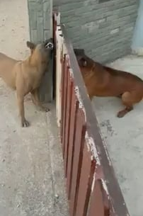 How the Shadowsmiths be acting during the map VS after you beat their ass