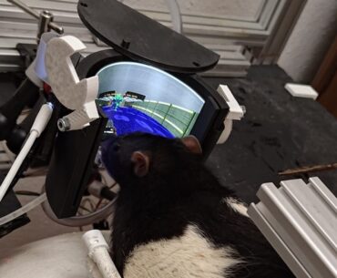 rat playing doom