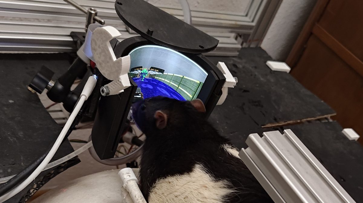 Rats Get Even Better At Playing DOOM rat playing doom
