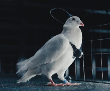 Russian tech company is developing remote controlled spy pigeons fitted with brain implants.