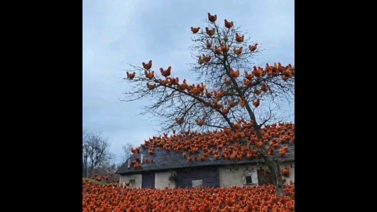 #lyricvideo #lyricvideo