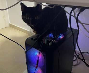 so glad my cat likes her new 1000€ bed