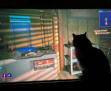 Chu Chu's continues his obsession 100 hours in