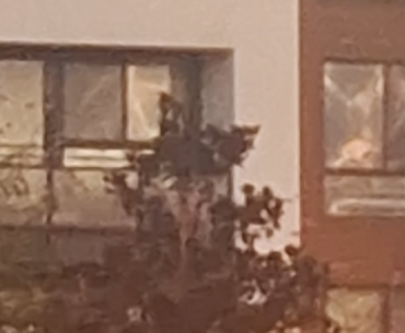 Saw this downtown Pasadena wanted to shoot it with a pack o' punched weapon.