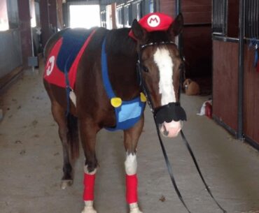 And now ... A horse dressed up as Mario. Enjoy.