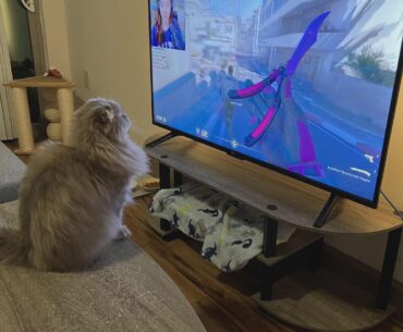 Cat loves the butterfly knife