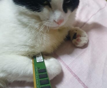 My cat is rich