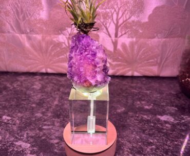 My Airplant is living its cyberpunk life 😁