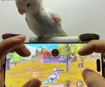 Imagine getting sniped by a bird in Pubg Mobile 💀