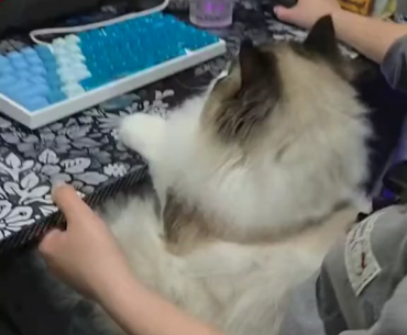 This cat wanted to try video games.