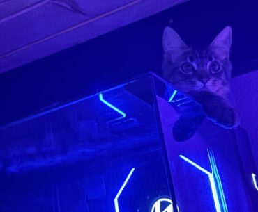 Does anybody else’s kitty love laying on computers? if so show me!