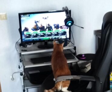 Even my cat wants to play xcom