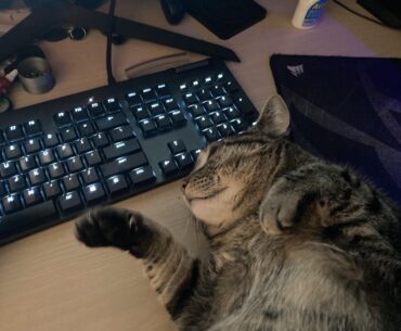 Meatball getting some belly rubs