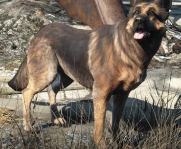 Nomads should have dogs