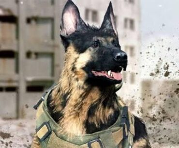 [COD] Out of curiosity, if in the campaigns, the enemy dogs only attack the neck, why don't the main characters just wear neck guards?