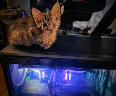 This is a custom-built, liquid-cooled, Threadripper-based, several-thousand-dollar, one-eyed kitten warmer.