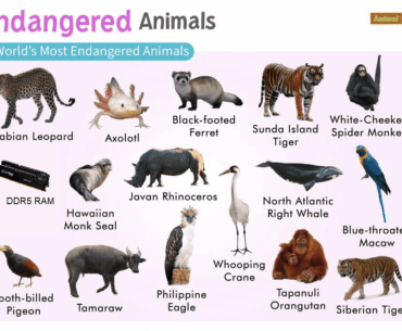 The most endangered species of the world
