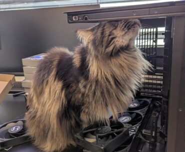 Cats when the activity requires 0 cat