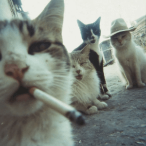 LIVE ON !! 🔥 Faceit grind