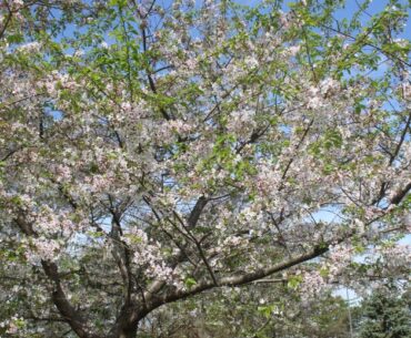 BGSU’s 25th Ohanami Cherry Blossom Festival to feature art, performances, games – BG Independent News
