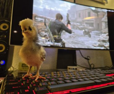 Cicks love RE9