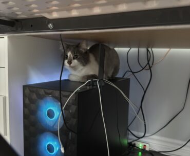 Thoughts on my PC? Ignore the cat.