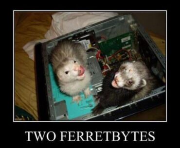 Two Ferretbytes!