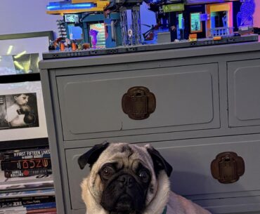 Cyberpug