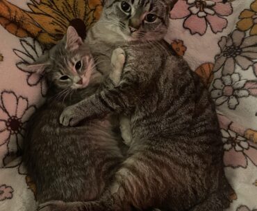 Trade me whatever you want for my stickers (cats for attention)