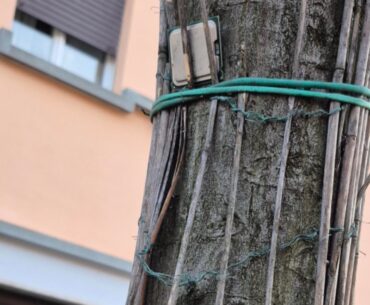 Found an Intel Core 2 Duo stuck in a tree on my way home…