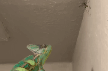 Gauntlet of Siegfried