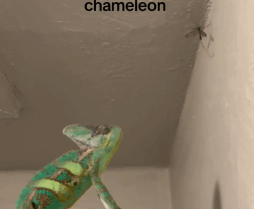 Gauntlet of Siegfried