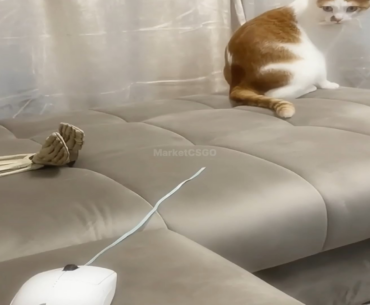 A cat opening a case 😺