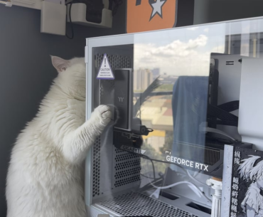 My cat is obsessed with fans